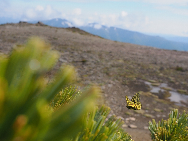 北海道 ウスバキチョウ1